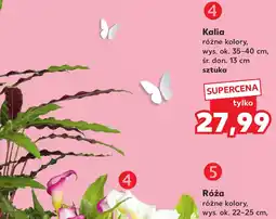 Kaufland Kalia (różne kolory) oferta