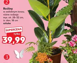 Kaufland Rośliny w ozdobnym koszu (różne rodzaje) oferta