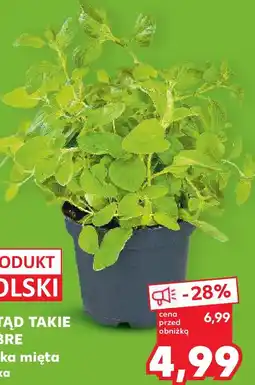 Kaufland Polska mięta oferta