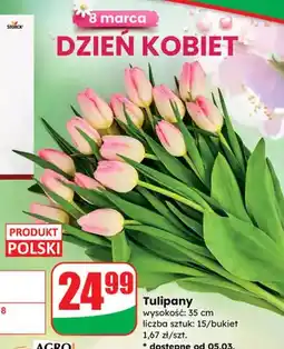 Dino Tulipany oferta