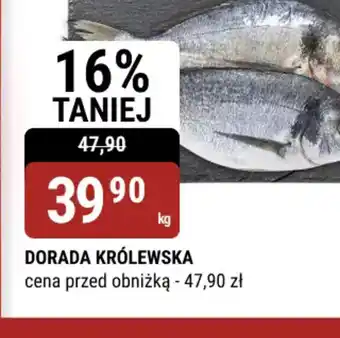 bi1 Dorada królewska oferta