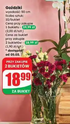 Dino Goździki oferta