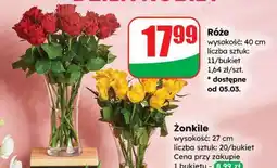 Dino Róże oferta