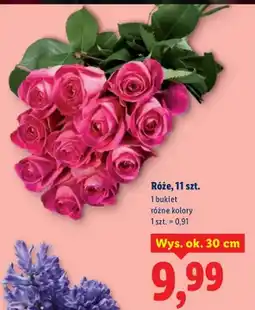 Lidl Hiacynty różne kolory oferta
