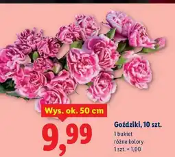 Lidl Goździki różne kolory oferta