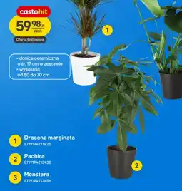 Castorama Roślina doniczkowa Dracena marginata oferta