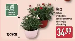 ALDI Róże sztuka w kolorowej osłonce z tworzyw sztucznego różne kolory oferta