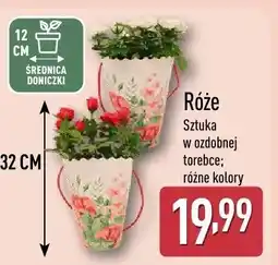 ALDI Róże sztuka w ozdobnej doniczce różne kolory oferta