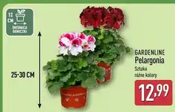 ALDI Pelargonia oferta