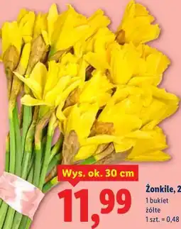 Lidl Żonkile, 25 szt oferta