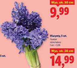 Lidl Hiacynty, 5 szt oferta