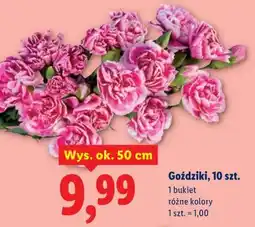 Lidl Goździki, 10 szt oferta
