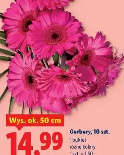 Lidl Gerbery, 10 szt oferta