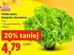 Lidl Polska sałata batawska z korzeniem oferta