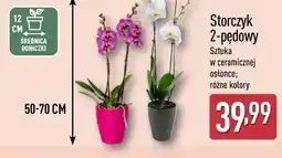 ALDI Storczyk 2-pędowy w ceramicznej osłonce oferta