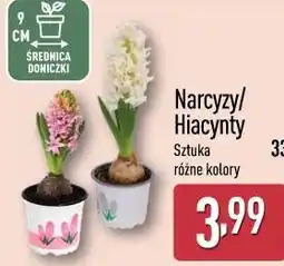 ALDI Narcyzy/Hiacynty w doniczce różne kolory oferta