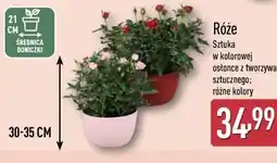 ALDI Róże w kolorowej osłonce z tworzywa sztucznego oferta