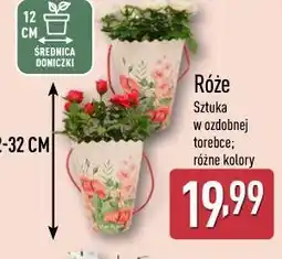 ALDI Róże w ozdobnej torebce różne kolory oferta