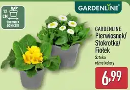 ALDI GARDENLINE Pierwiosnek/Stokrotka/Fiołek oferta