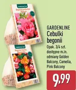 ALDI GARDENLINE Cebulki begonii oferta
