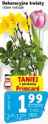 Prim Market Dekoracyjne kwiaty różne rodzaje oferta