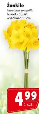 Prim Market Żonkile oferta