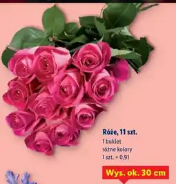 Lidl Róże różne kolory oferta