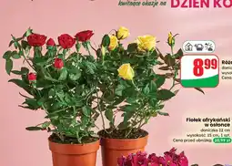 Dino Róża 20 cm, w doniczce oferta