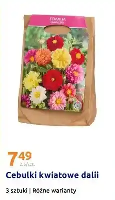 Action Cebulki kwiatowe dalii 3 szt., różne warianty oferta