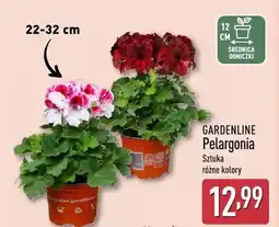 ALDI Pelargonia różne kolory oferta