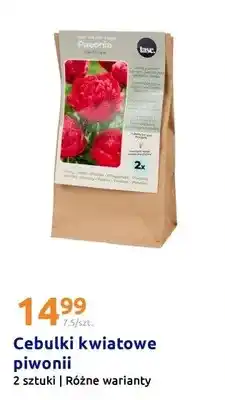 Action Cebulki kwiatowe piwonii, różne warianty oferta