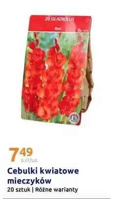 Action Cebulki kwiatowe mieczyków 20 szt., różne warianty oferta