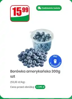 Dino Borówka amerykańska oferta