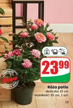 Dino Róża patio 25 cm, w doniczce oferta