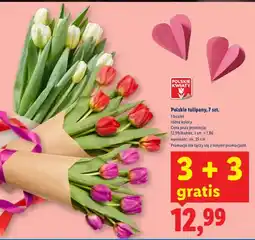 Lidl Tulipany różne kolory oferta