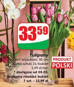 Dino Bukiet tulipanów 21 szt., 35 cm oferta