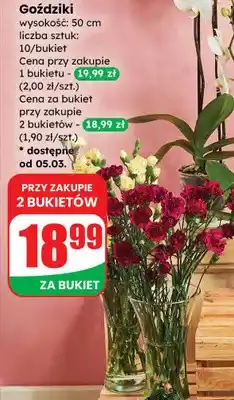 Dino Bukiet goździków - 10 szt., 50 cm oferta