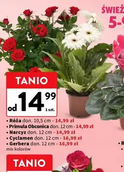 Intermarche Gerbera 12 cm oferta