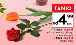 Intermarche Róża oferta