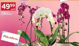 Stokrotka Storczyk formowany miks kolorów oferta