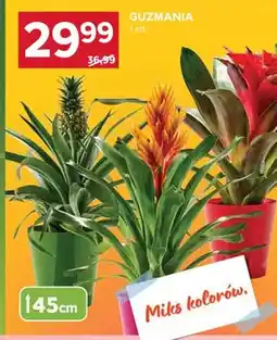 Stokrotka Guzmania miks kolorów oferta