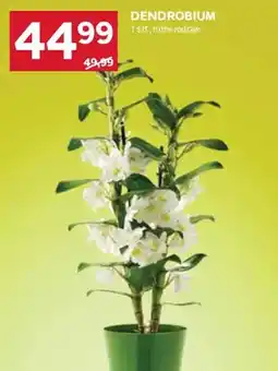 Stokrotka Dendrobium różne rodzaje oferta