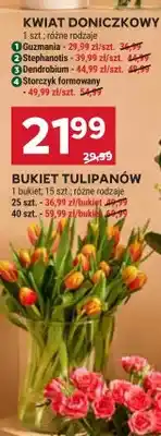 Stokrotka Bukiet tulipanów 15 szt oferta