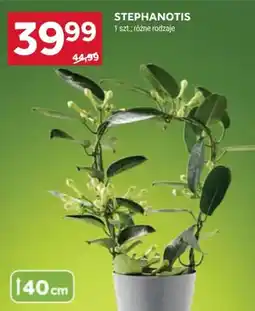 Stokrotka Stephanotis różne rodzaje oferta