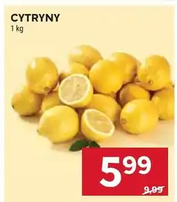 Stokrotka Cytryny oferta