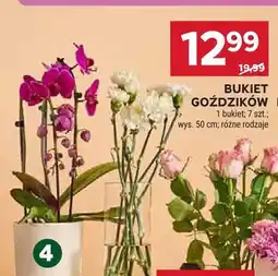 Stokrotka Bukiet goździków doniczkowych oferta