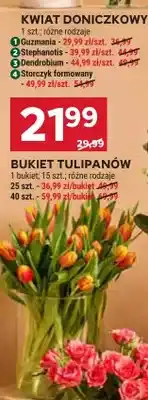 Stokrotka Bukiet tulipanów oferta
