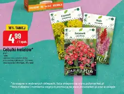 Polomarket Cebulki kwiatów czosnek, ikeja, szczawik oferta