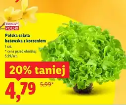 Lidl Polska sałata batawska z korzeniem 1 szt oferta