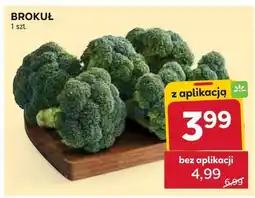 Stokrotka Brokuł oferta